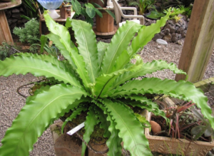 Indoor plants that can improve your air quality and combat rising AQI levels